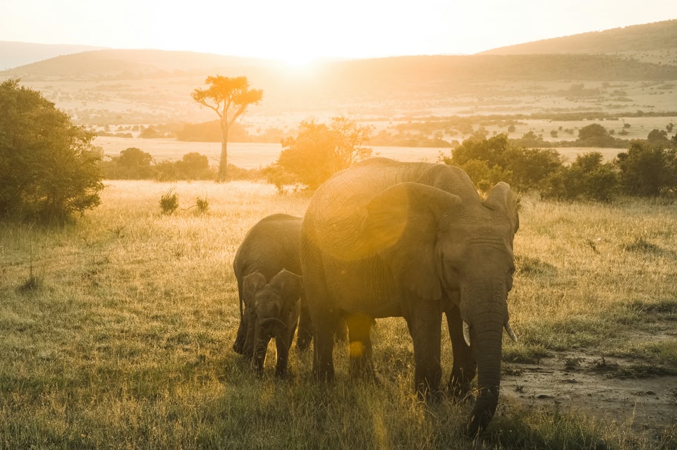 Avvistamento di leoni durante un safari in Kenya