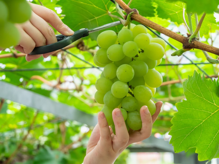 Picking for grapes. The grape variety is "Muscat of Alexandria". "Muscat of Alexandria" is cultivated mainly in Okayama prefecture in Japan.
