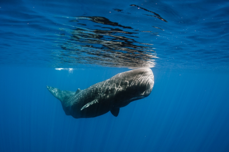 Spermwhale, Sri Lanka
