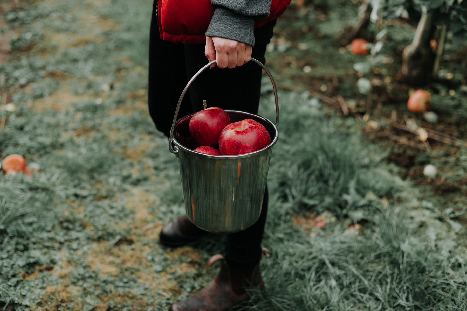 person holding a pail full of red apples