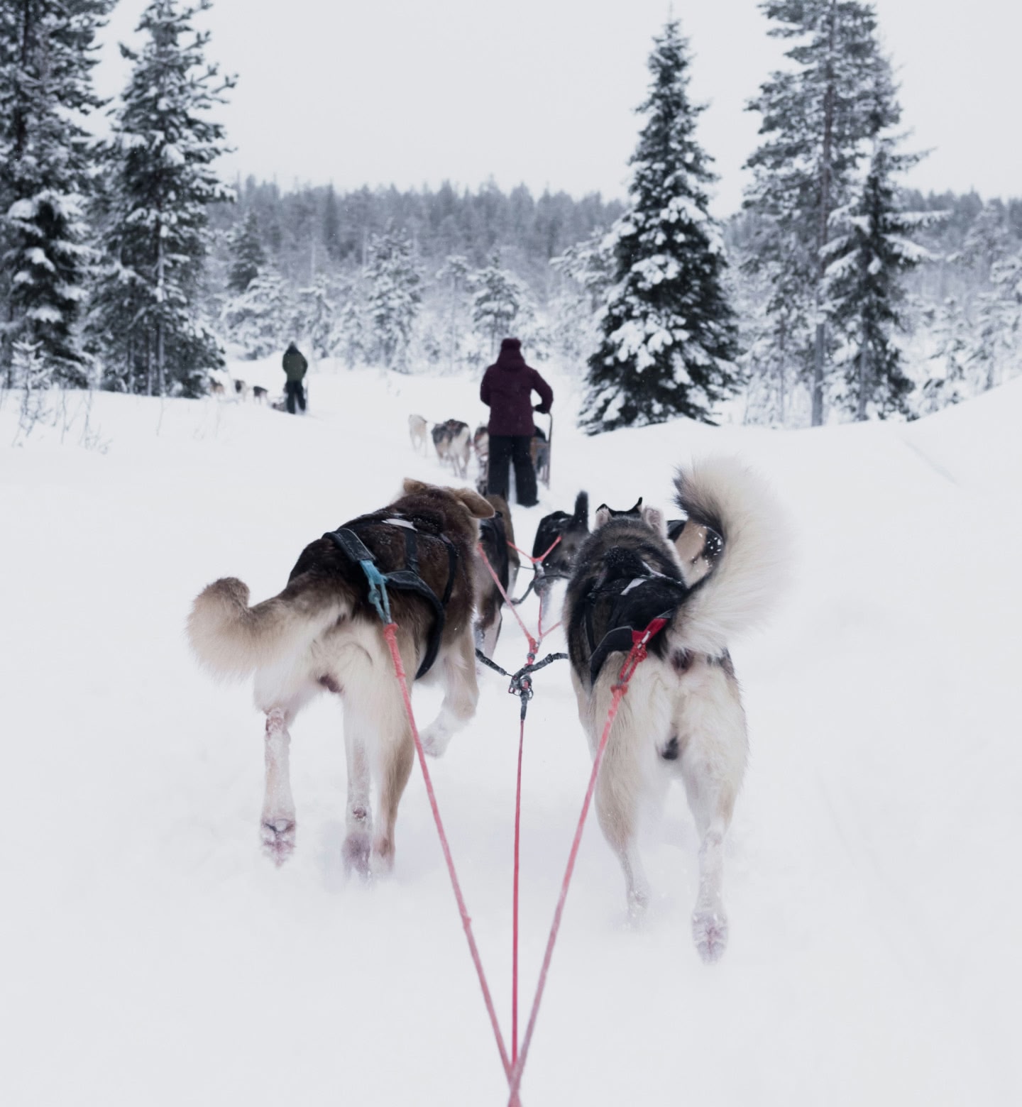 Des huskies tirant un traîneau à travers une forêt enneigée à Rovaniemi, en Finlande, précédés par des mushers.