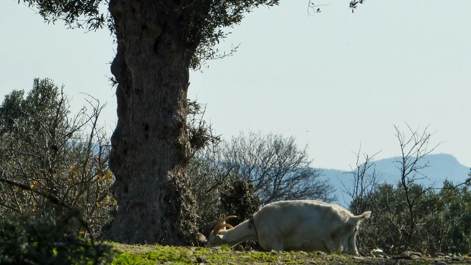 Un'immagine di pecore in un campo