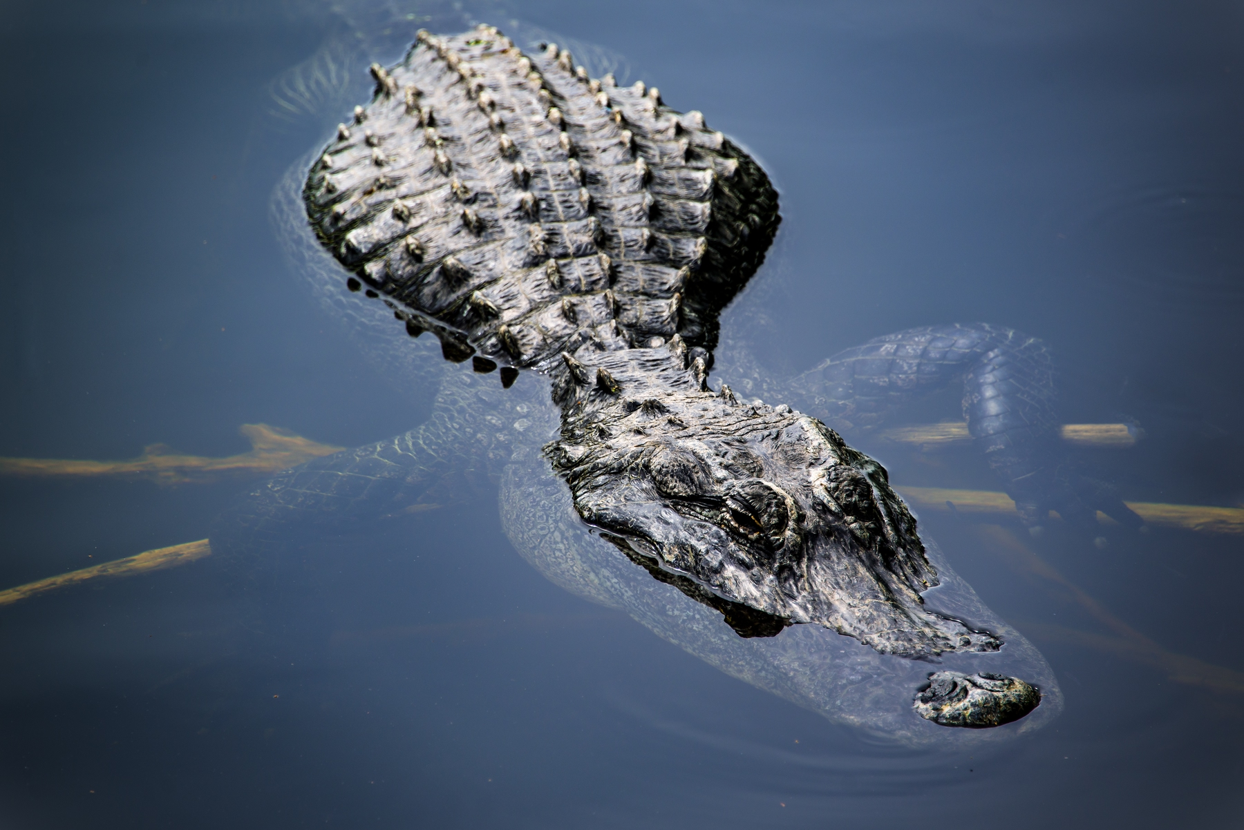 alligator outdoor activities in Florida