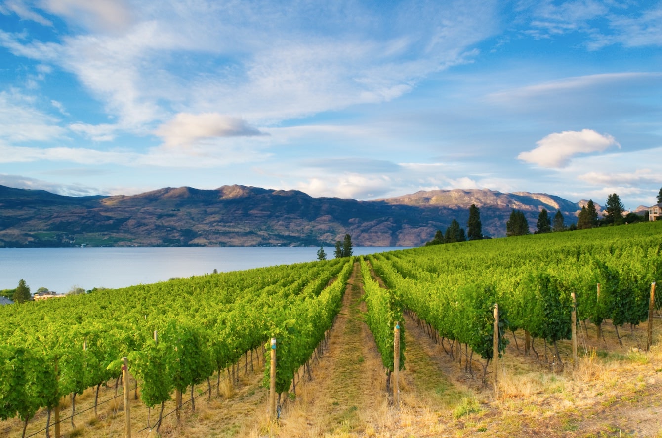 vineyards in the Okanagan valley, mountain views and lake in the distance. Blue sky with clouds.