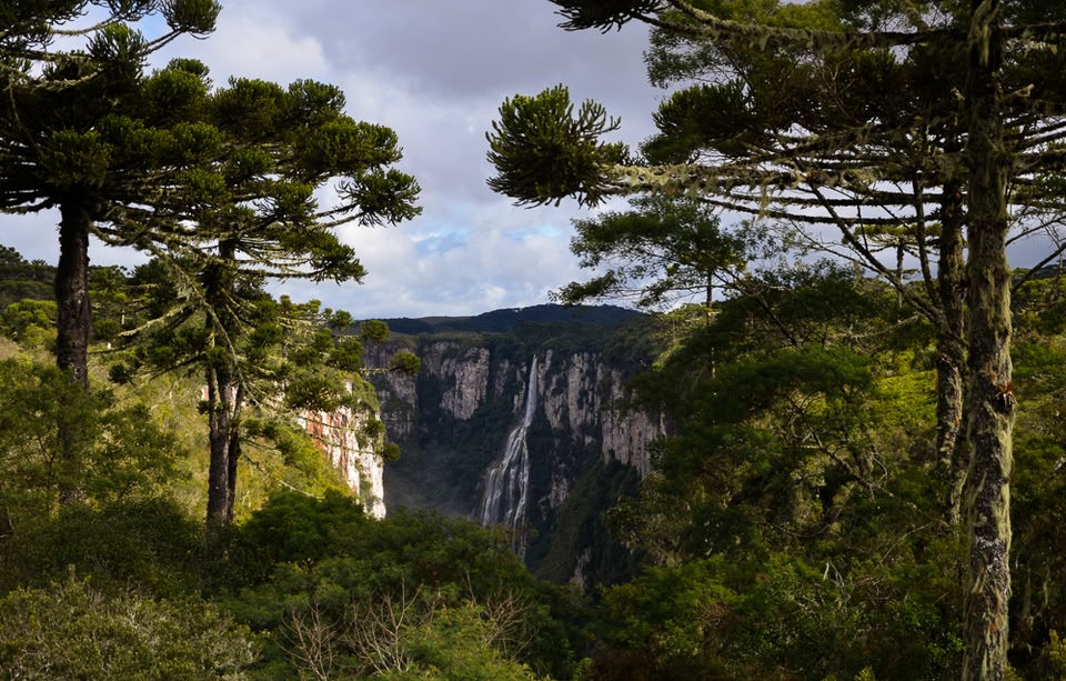 Cambará do Sul, Cânion Itaimbezinho entre araucárias - viagens baratas para casal