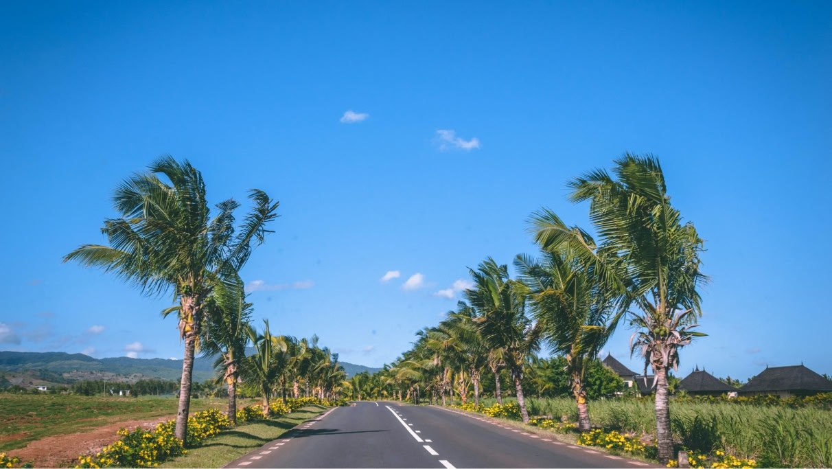 Jordanian road lined with palm trees under a clear blue sky
