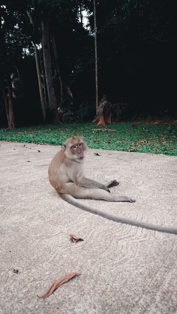 soleil en juin : singe à Pai, Thaïlande
