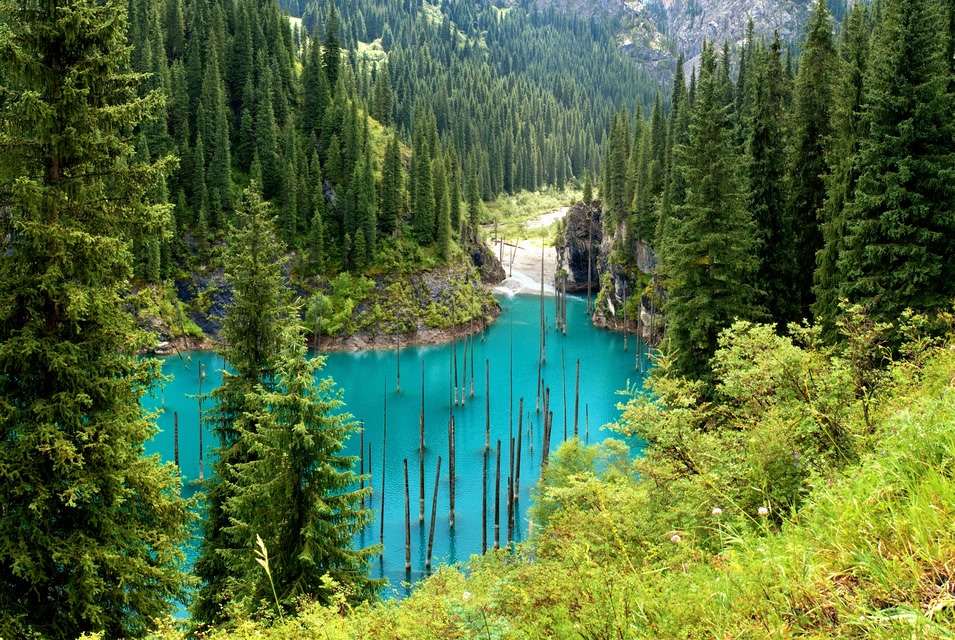 Подводный лес в Казахстане