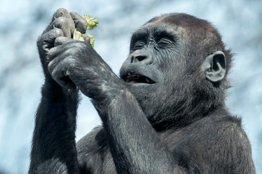 Things to do in Dublin with Kids - The Natural History Museum