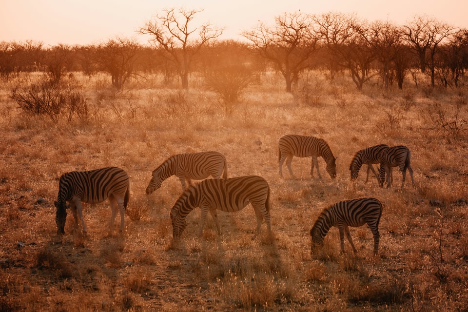 Immagine di un Safari in Africa, e in particolare in Namibia