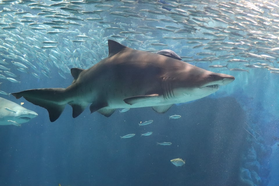 shark swimming around in tank at Marine World in Fukuoka