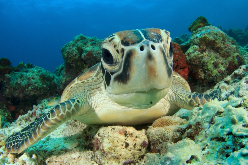 Skyscanner帶你去-馬來西亞3