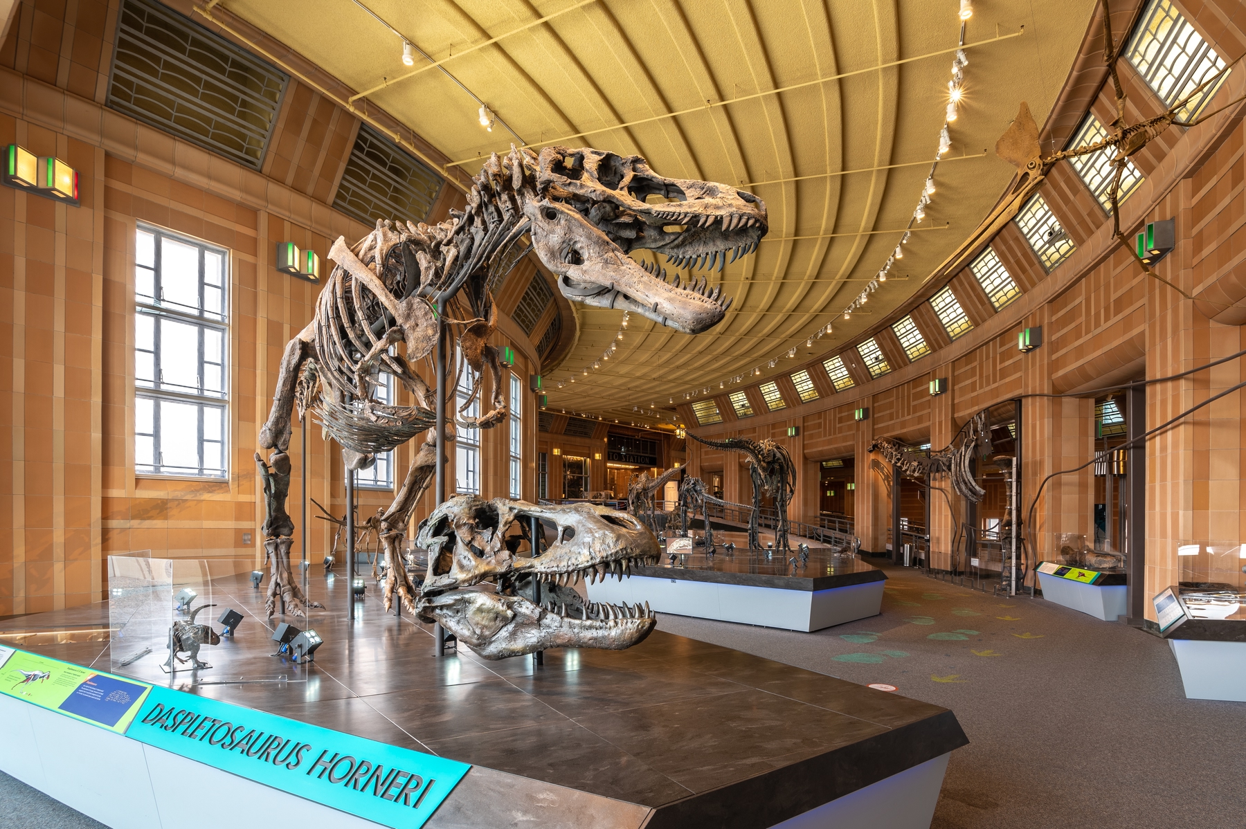 Dinosaur fossils on display at Cincinnati Museum Center.