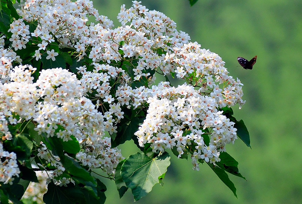 四五月是苗栗桐花盛開季節 滿山遍野的白色花多宛若白雪一般