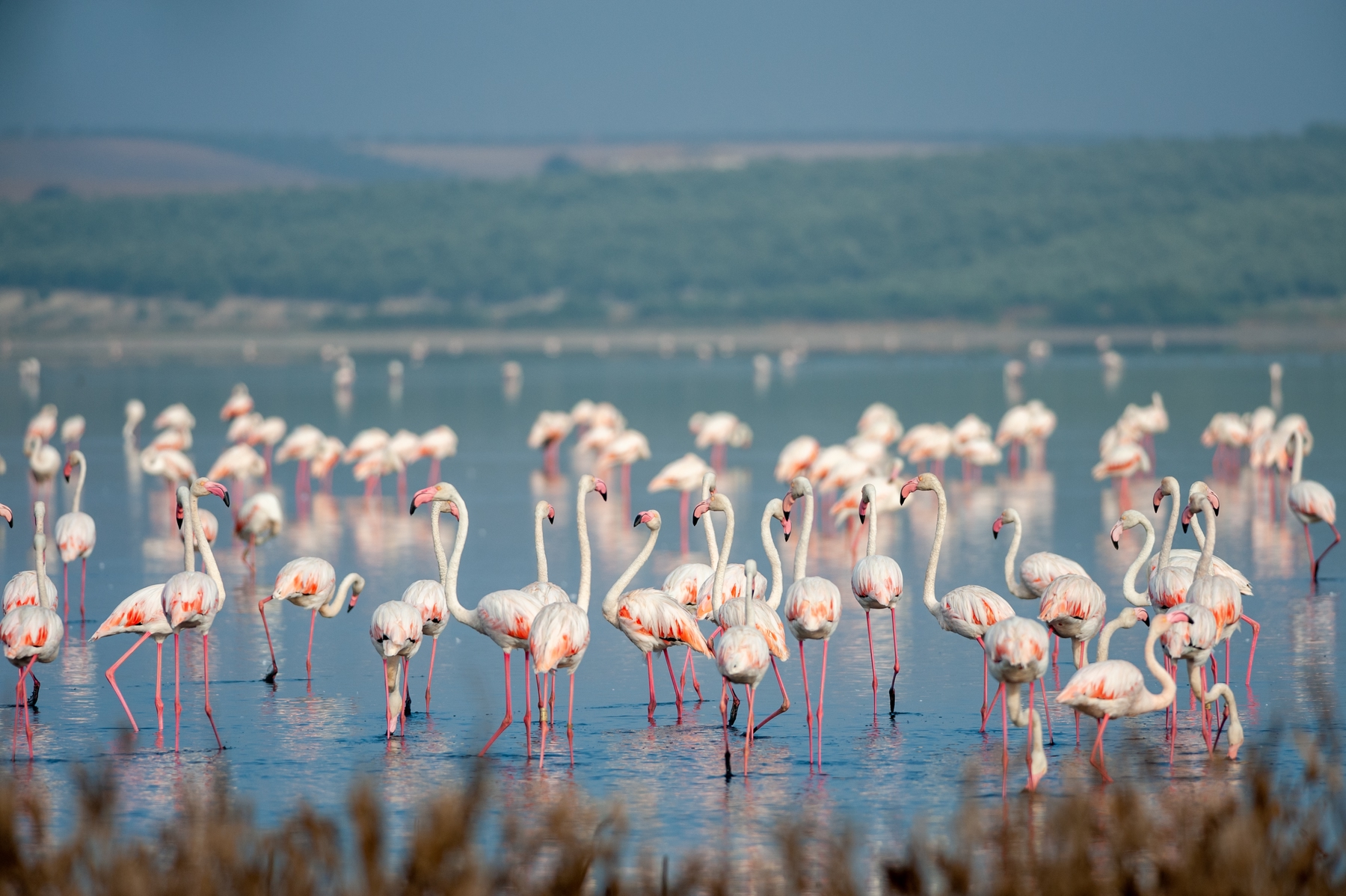 flamencos en la laguna de Fuente de Piedra, Málaga