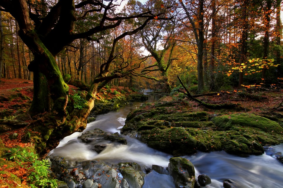Tollymore Forest Park, Belfast