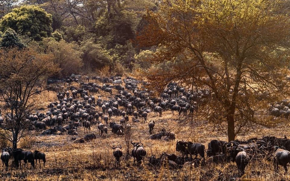 Waar is het warm in september: de tijd om de oversteek van wildebeesten, zebra’s en gazelles te bekijken, van de Serengeti in Tanzania naar Maasai Mara in Kenia