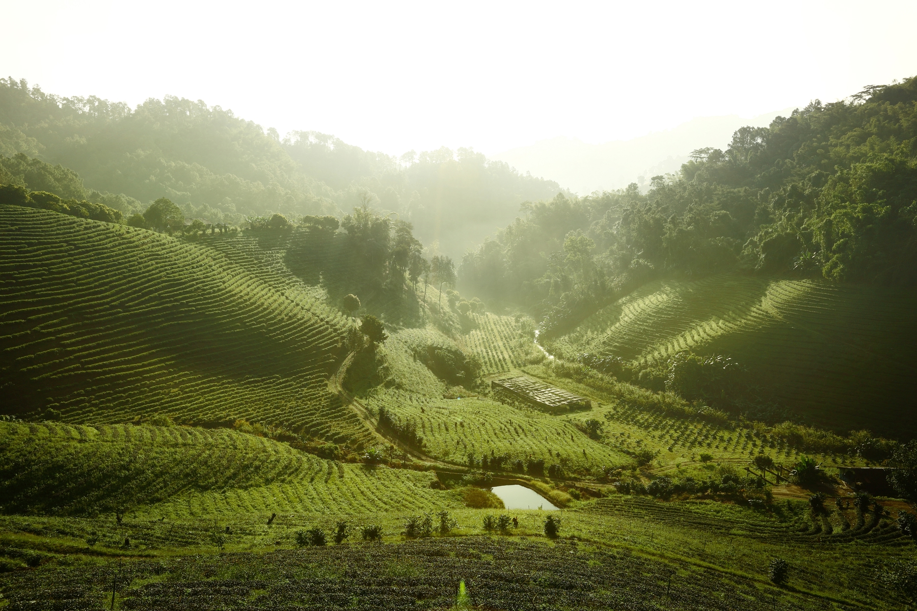 green hills in the Cameron Highlands, Malaysia