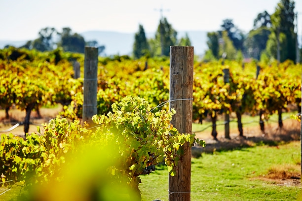 a vineyard