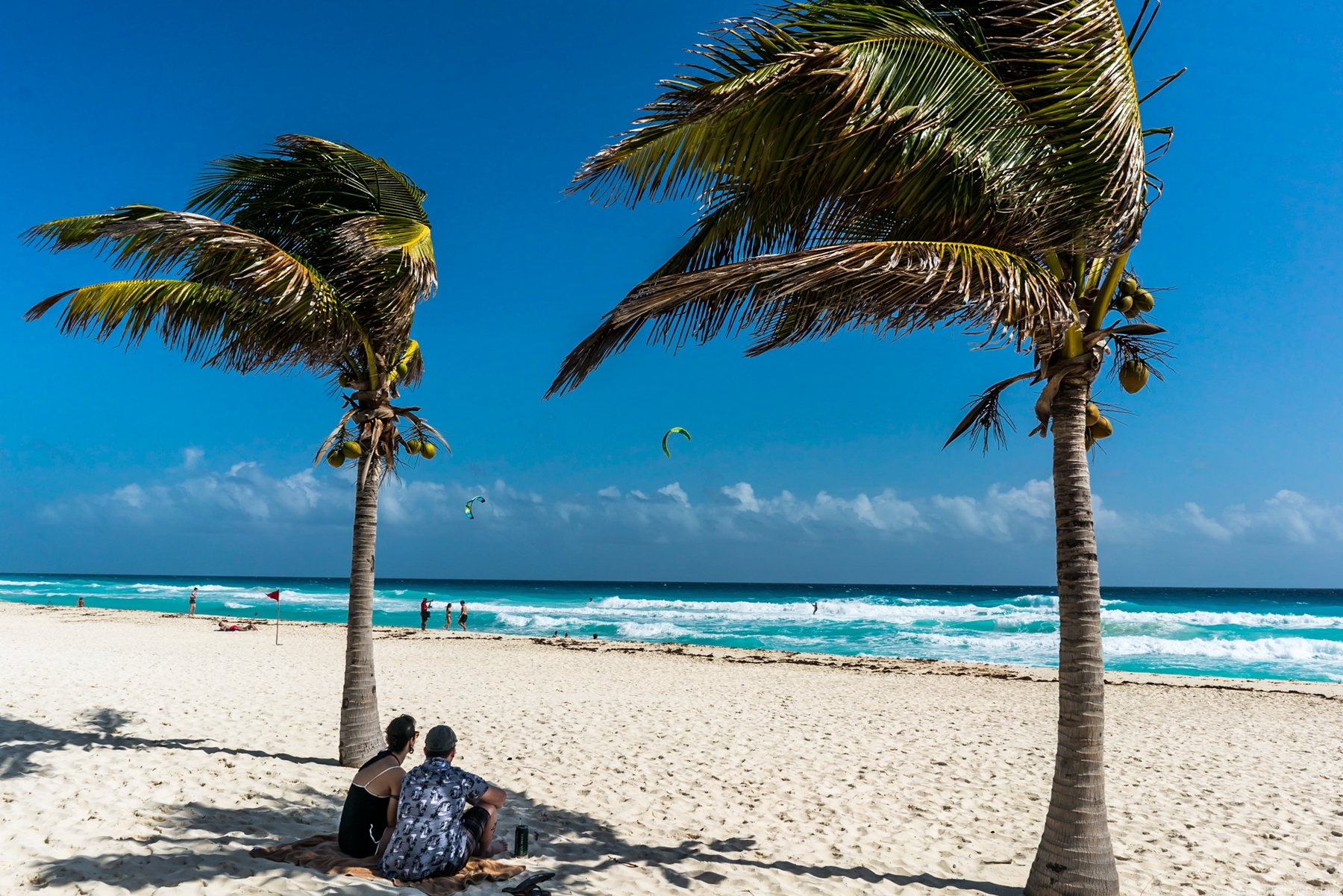 wind blown coconut trees at the beach with people under it