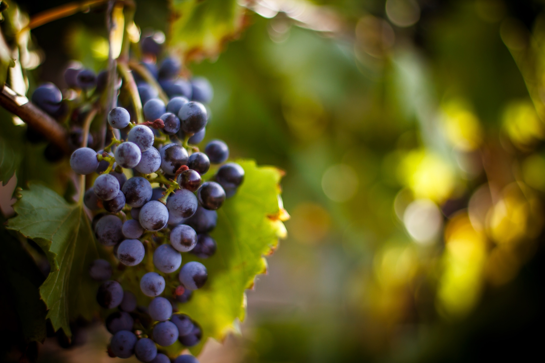 Red wine grapes ripen on the vine in a vineyard on a sunny day.
