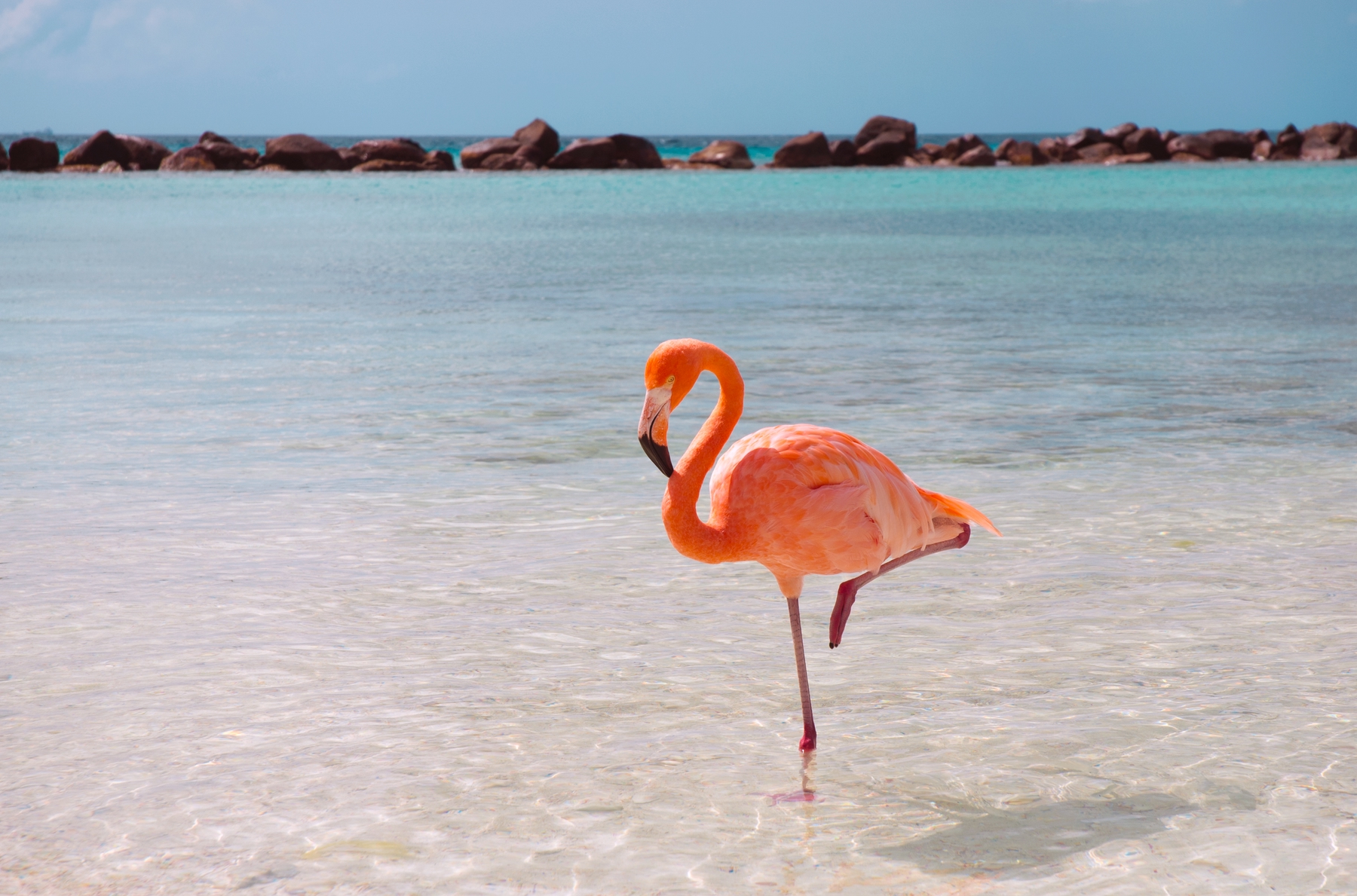 Flamingo em Aruba