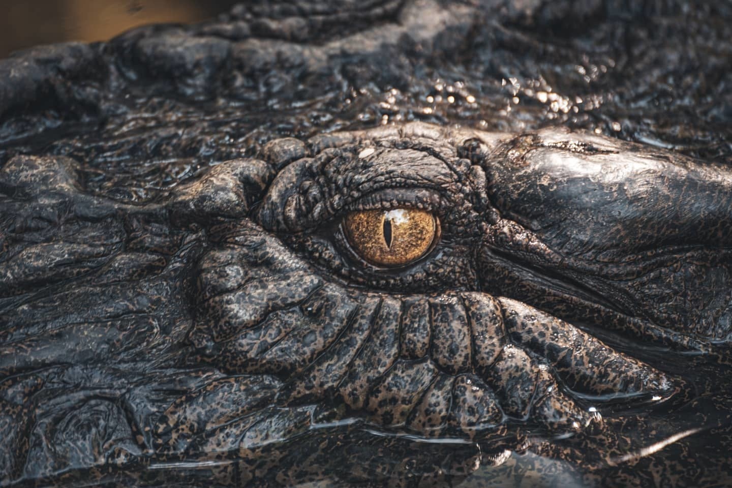 See jumping crocs at Litchfield National Park