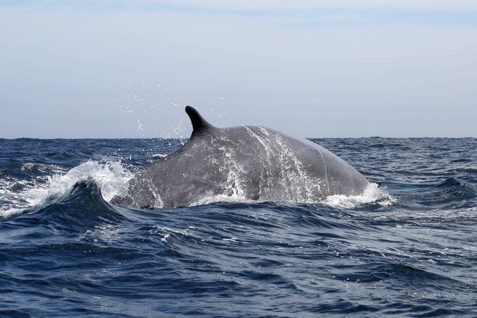 Whale watching