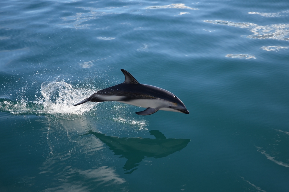 ou voir des dauphins en France