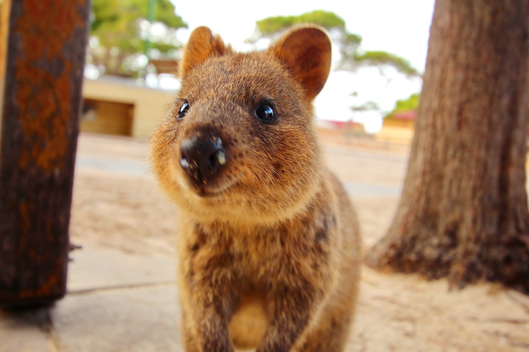 Meet quokkas on Rottnest Island, near Perth