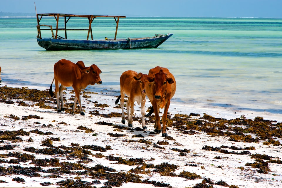 Cows walking along the white sand beach in Zanzibar, while a traditional fishing vessel floats in the clear waters behind them.
