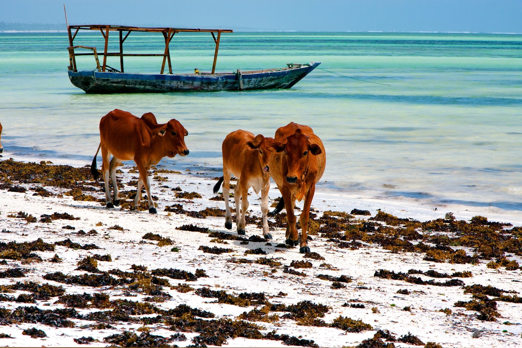 Boats and cows chilling at the Blue Lagoon in Zanzibar