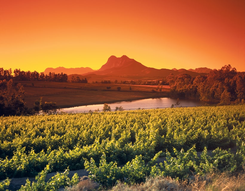 Die Top 10 Aktivitäten in Südafrika: Schlemmertour durch die Winelands