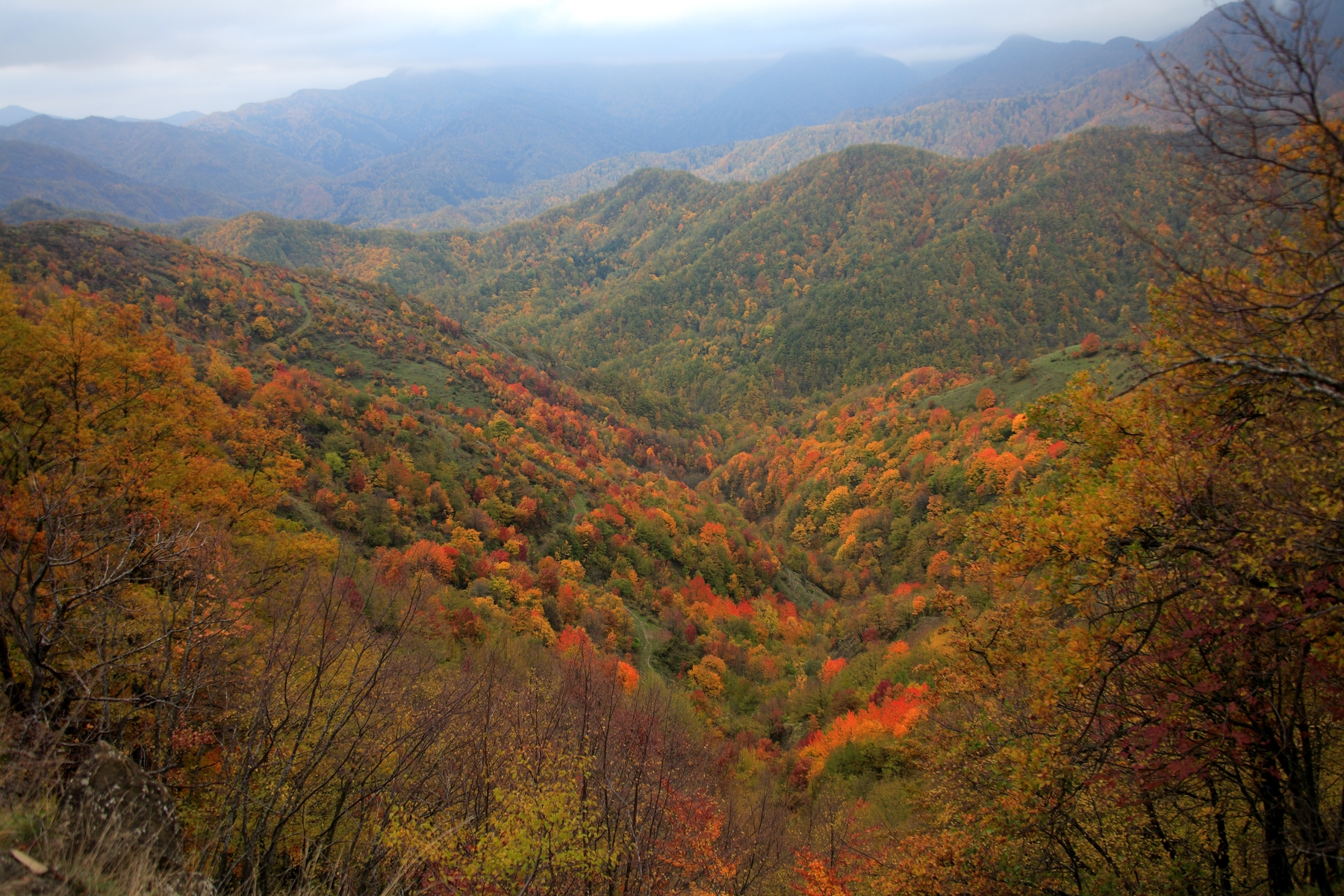 foliage italiano