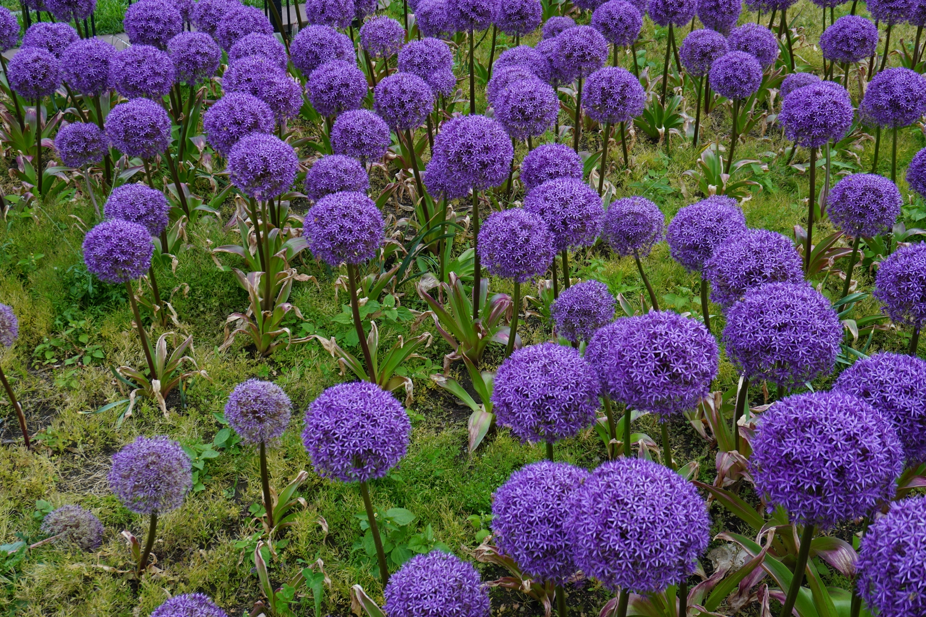 明媚的風光與多元的生態環境，是陽明山國家公園的迷人之處