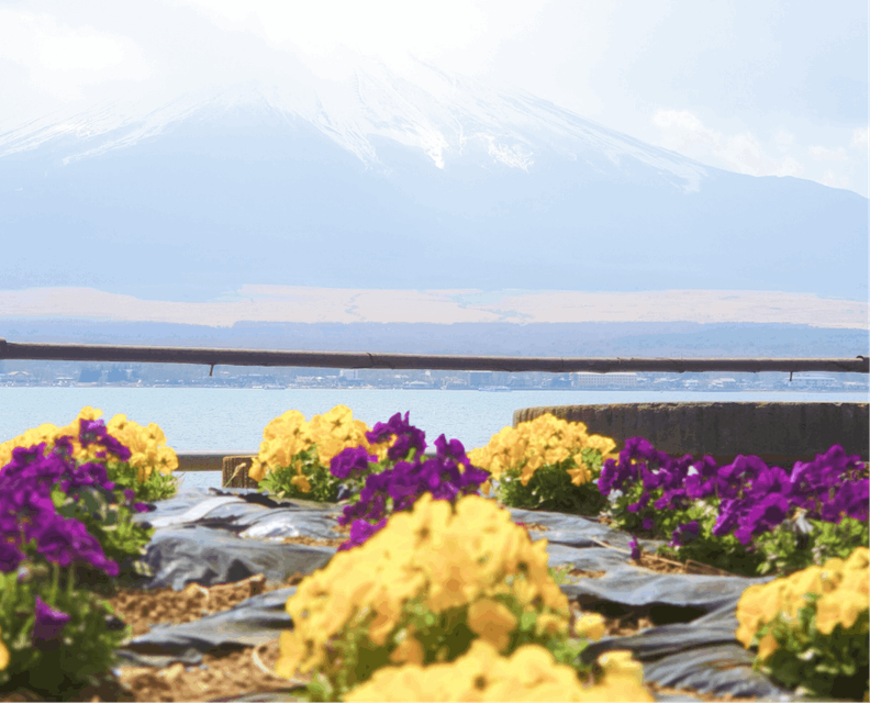 A scenic view of Mt Fuji from the shore of one of its surrounding lakes.