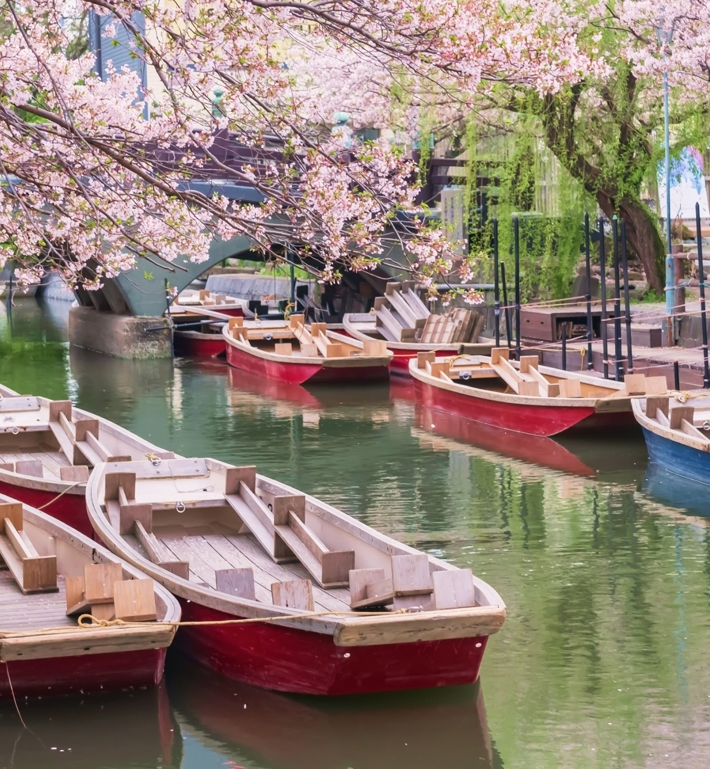 Red wooden boats sit below pink blossom trees in Fukuoka Japan
