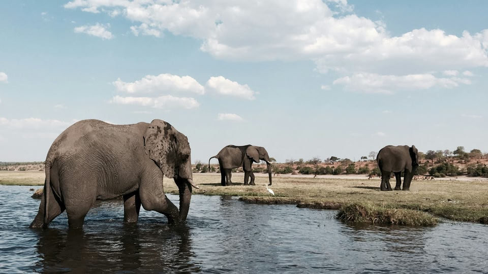 Immagine di un Safari in Africa, e in particolare in Botswana