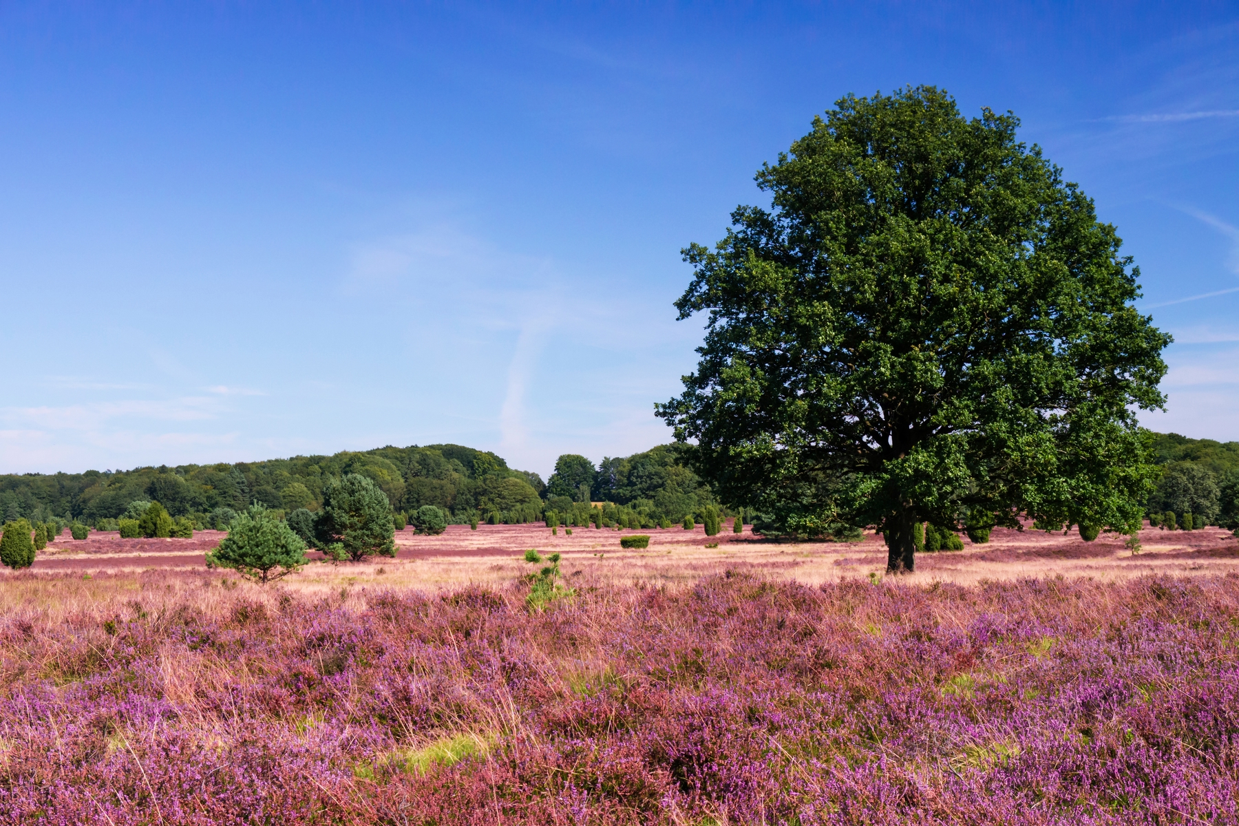 Heidevelden van Lüneburg, Nedersaksen