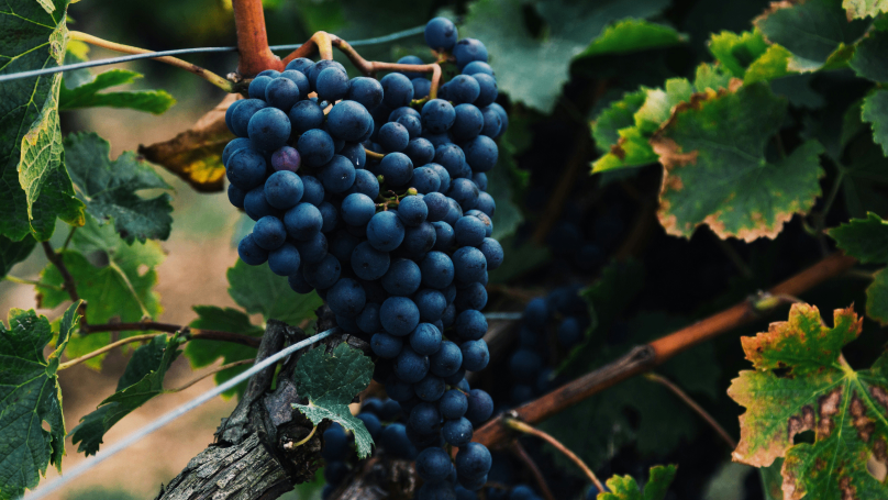 A close up of some grapes in a vineyard