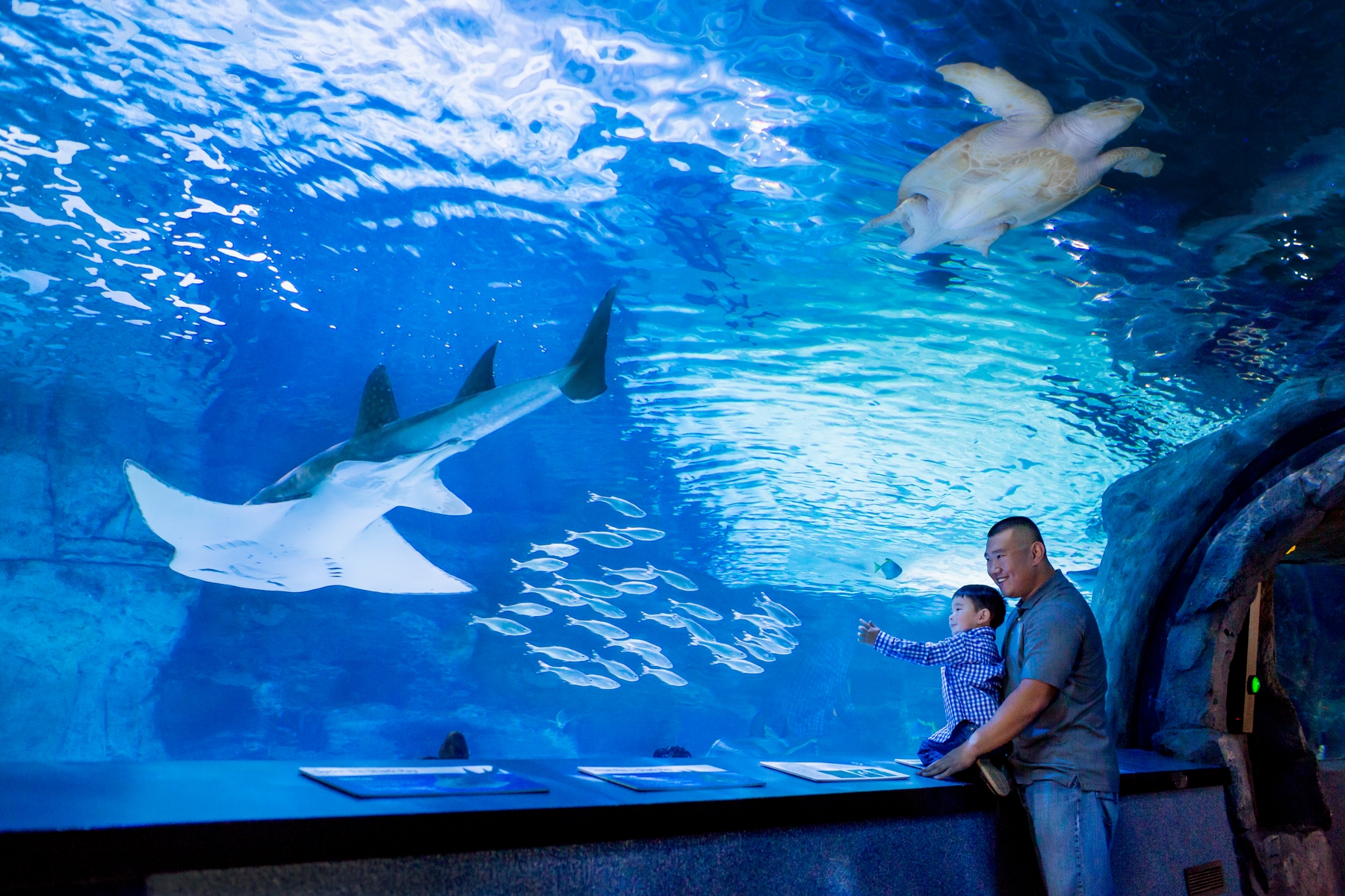 A man and his toddler son watching the fish in the shark tunnel at Newport Aquarium.