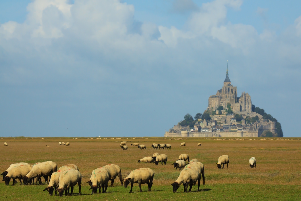Πρόβατα βόσκουν με φόντο το Mont-Saint-Michel, Νορμανδία - τοπ προορισμοί στη Γαλλία