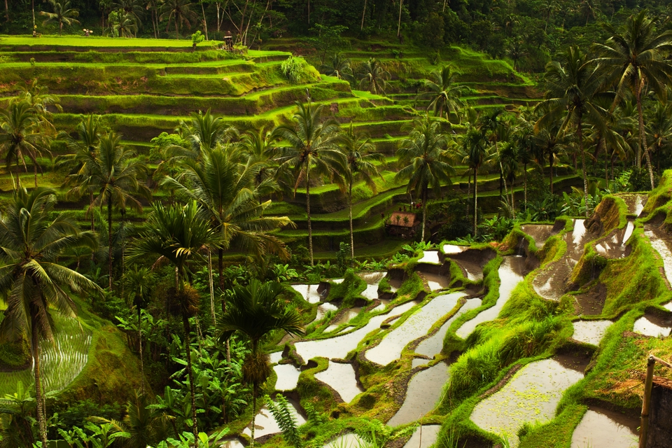 Cascading rice paddies in Bali