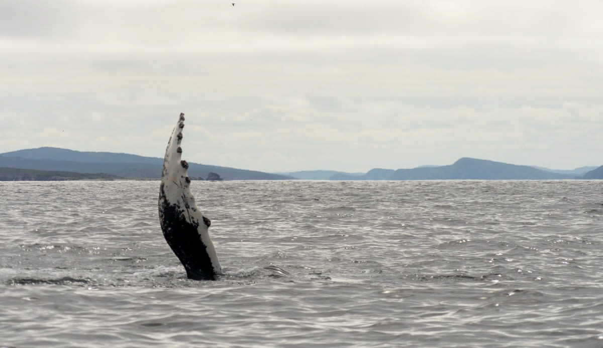 whale fin perched up on the water on a whale watching tour in central Newfoundland