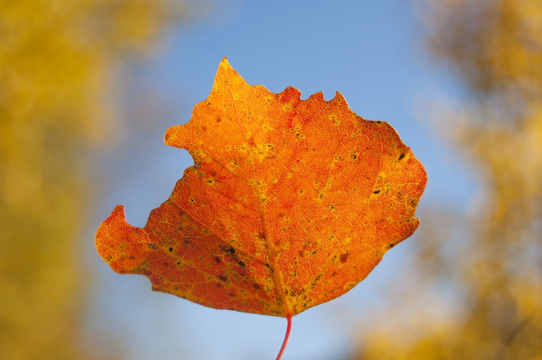 foliage italia