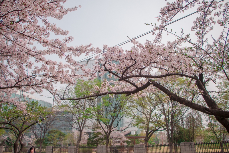 永登浦汝矣島(ヨンドゥンポ ヨイド)春の花祭り2