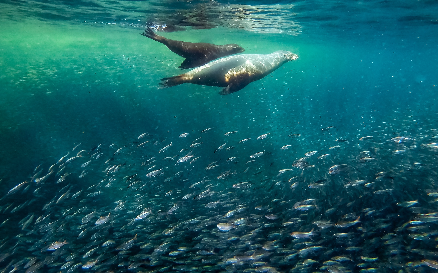 sea lions in La Paz, Mexico