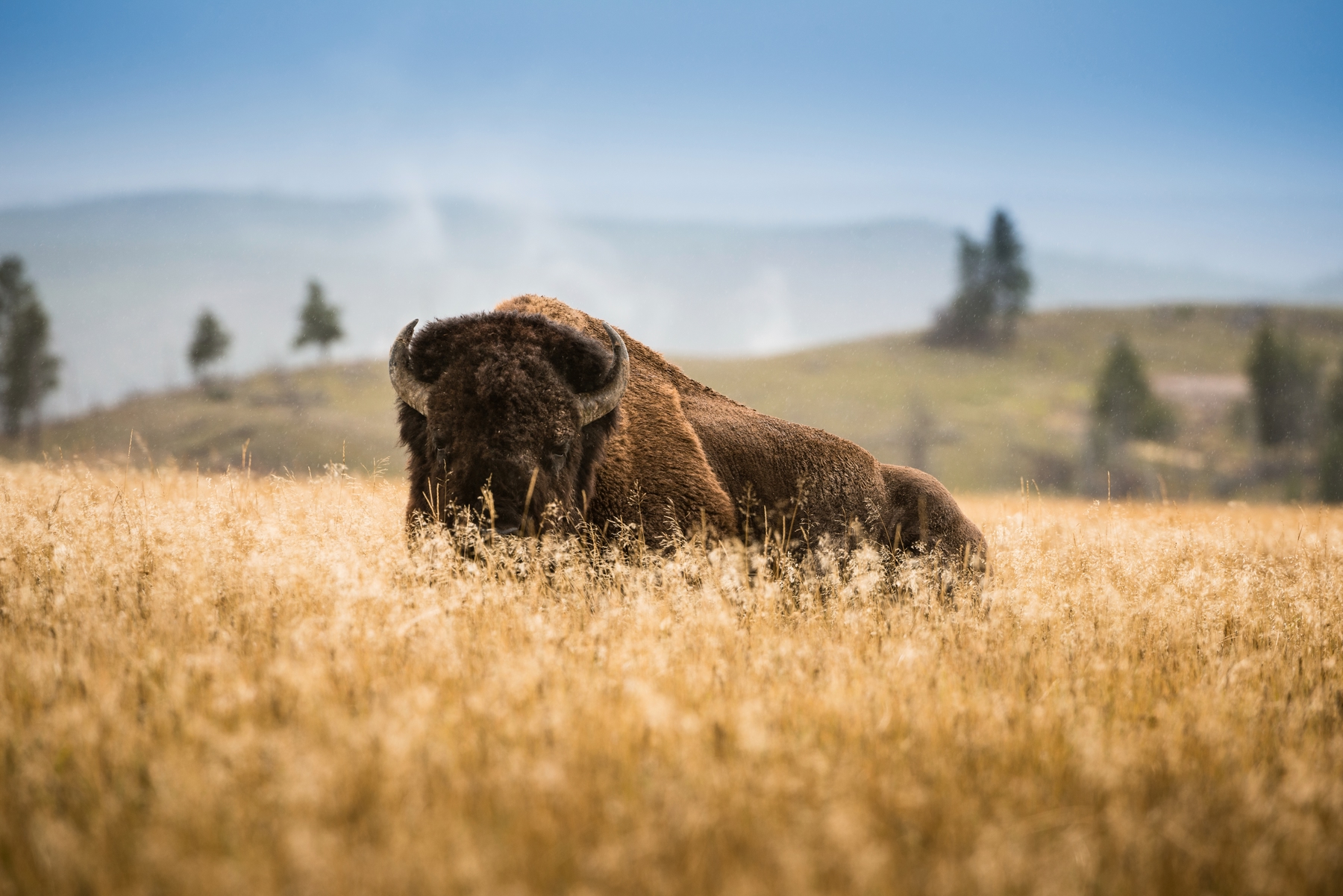 bison in the prairie land