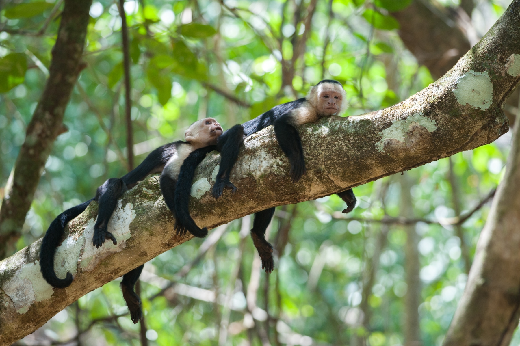 monos capuchinos en el Parque Nacional Corcovado Costa Rica, vacaciones de naturaleza