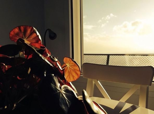 An image of a room with a plant on a table and a big and bright window 
